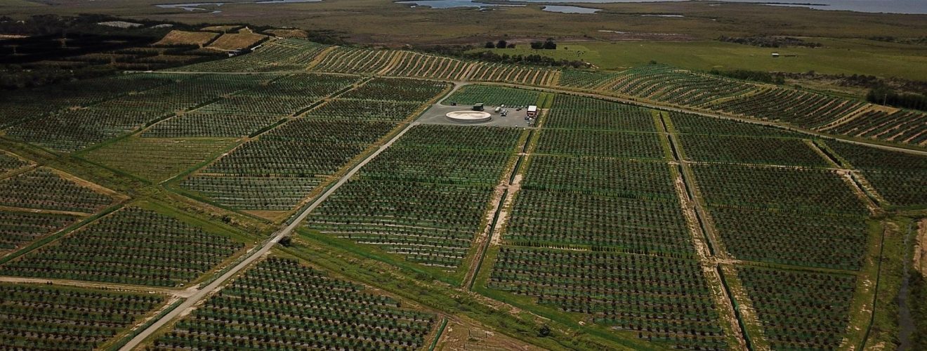 Tiri Avocados Ltd