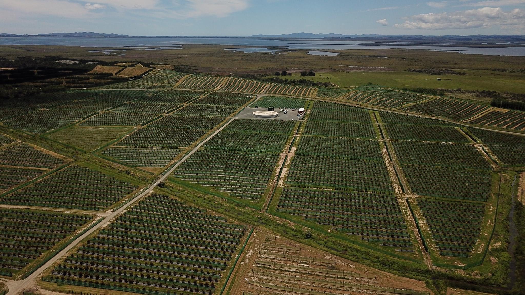 Tiri Avocados Ltd